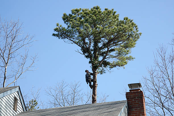 Best Fruit Tree Pruning  in Inkster, MI