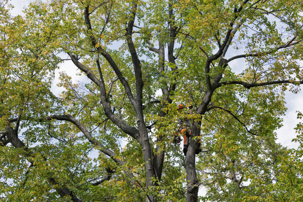 How Our Tree Care Process Works  in  Inkster, MI